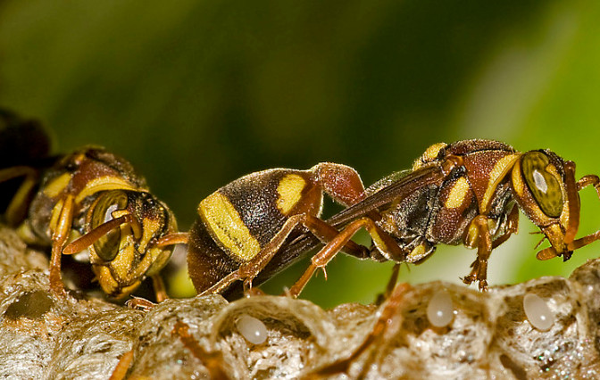 Ilustrasi/Foto: Flickr, by: Van Condix