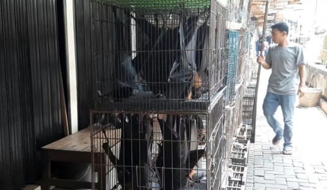 Salah satu pedagang kelelawar saat memeriksan dagangannya di Pasar Burung Depok Manahan Solo, Senin (27/01) . ANTARA