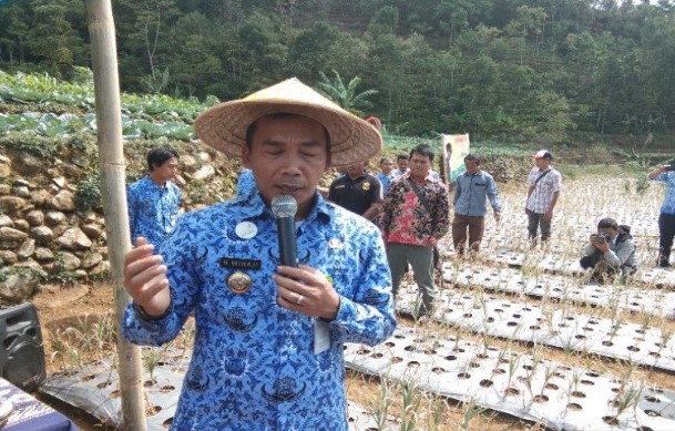 Bupati Batang Wihaji saat berkunjung ke lokasi pembibitan bawang putih di Kecamatan Bawang. (ANTARA)