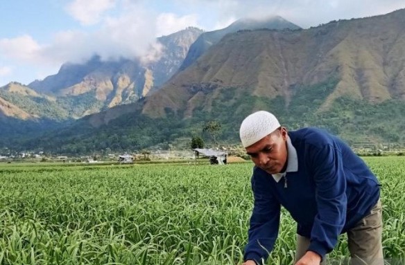 hamparan tanaman bawang putih yang sudah siap panen di Desa Sembalun Lawang, Kabupaten Lombok Timur, NTB. (ANTARA/Awaludin)