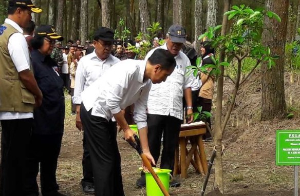 Presiden Joko Widodo menanam pohon pulai di kawasan Jurang Jero, Taman Nasional Gunung Merapi, Kabupaten Magelang. ANTARA