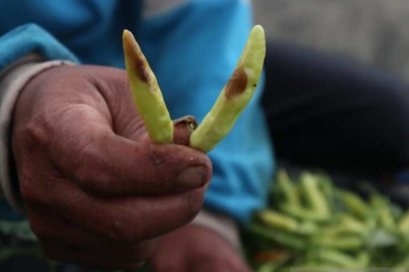 Buah cabai mengering dan membusuk setelah diserang patek. (ANTARA)