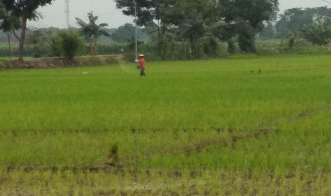 Seorang petani menebar pupuk di areal tanaman padi. (ANTARA/Akhmad Nazaruddin Lathif)