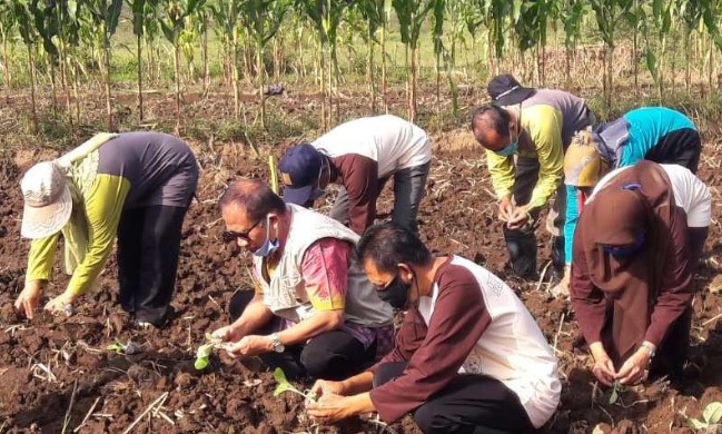 Pelaksana Tugas Kepala Dinas Pertanian dan Ketahanan Pangan Kabupaten Temanggung, Masrik Amin Zuhdi (depan tengah) bersama pegawai Dinas Pertanian setempat melakukan penanaman tembakau dalam uji multilokasi. ANTARA
