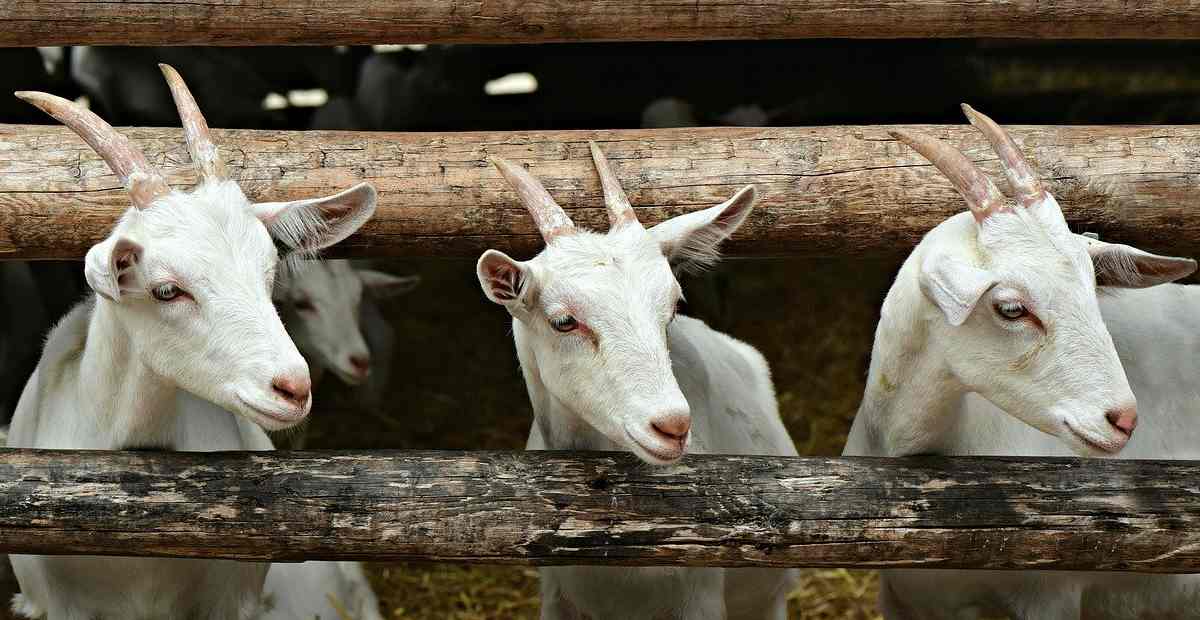 Foto: kuaumbulharjo.go.id