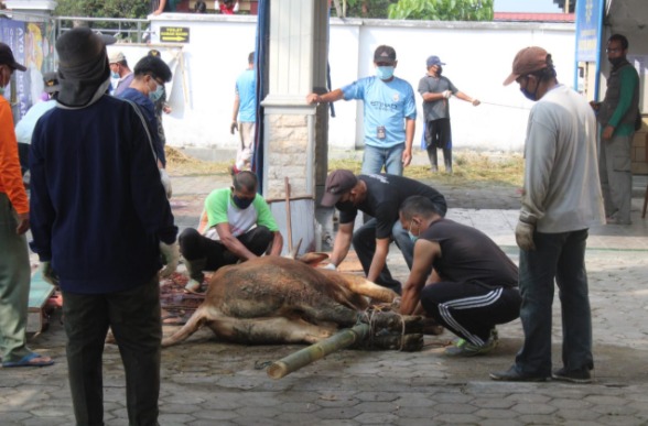 Proses penyembelihan hewan kurban di Kabupaten Temanggung. (Foto: Laman mediacenter.temanggungkab.go.id)