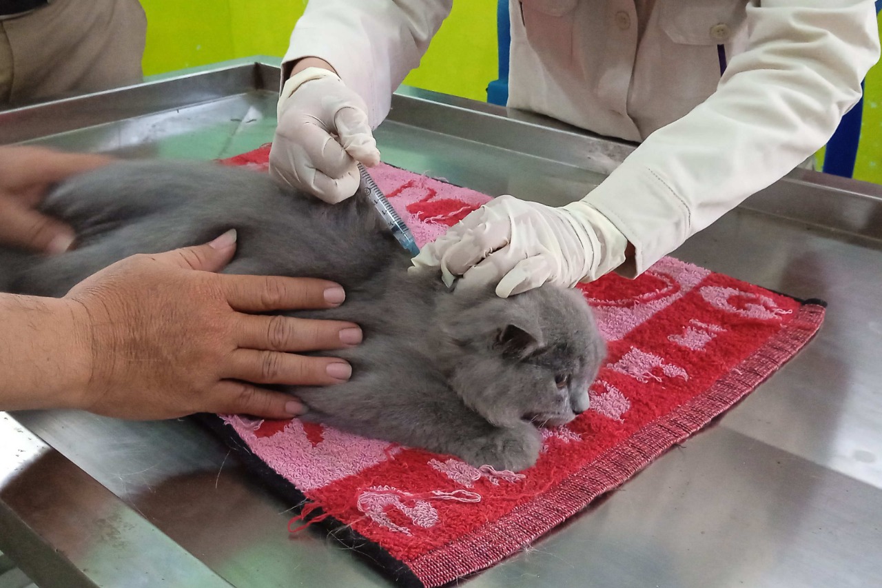 Kegiatan vaksin rabies di Puskeswan Temanggung. Foto: jatengprov.go.id