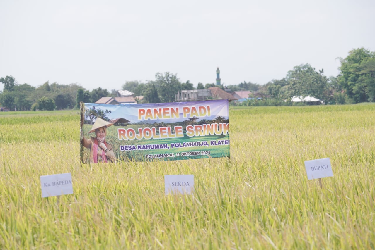 Bentuk lahan tanam padi Srinuk di Desa Kahuman. Foto: Diskominfo Klaten
