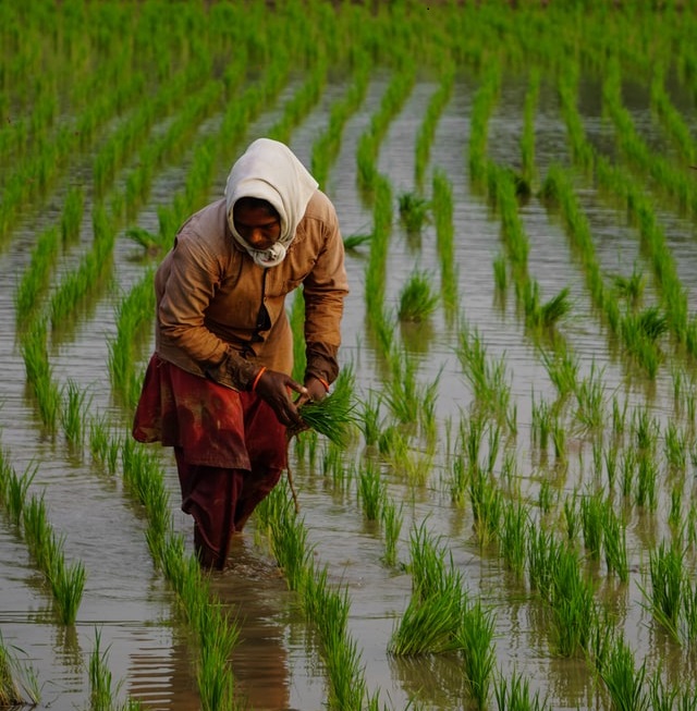 Aktivitas menanam padi. Foto: unsplash.com