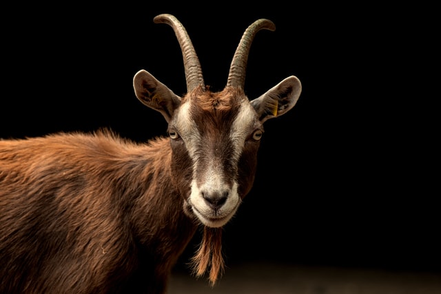 Ilustrasi kambing. Foto: Unsplash.com