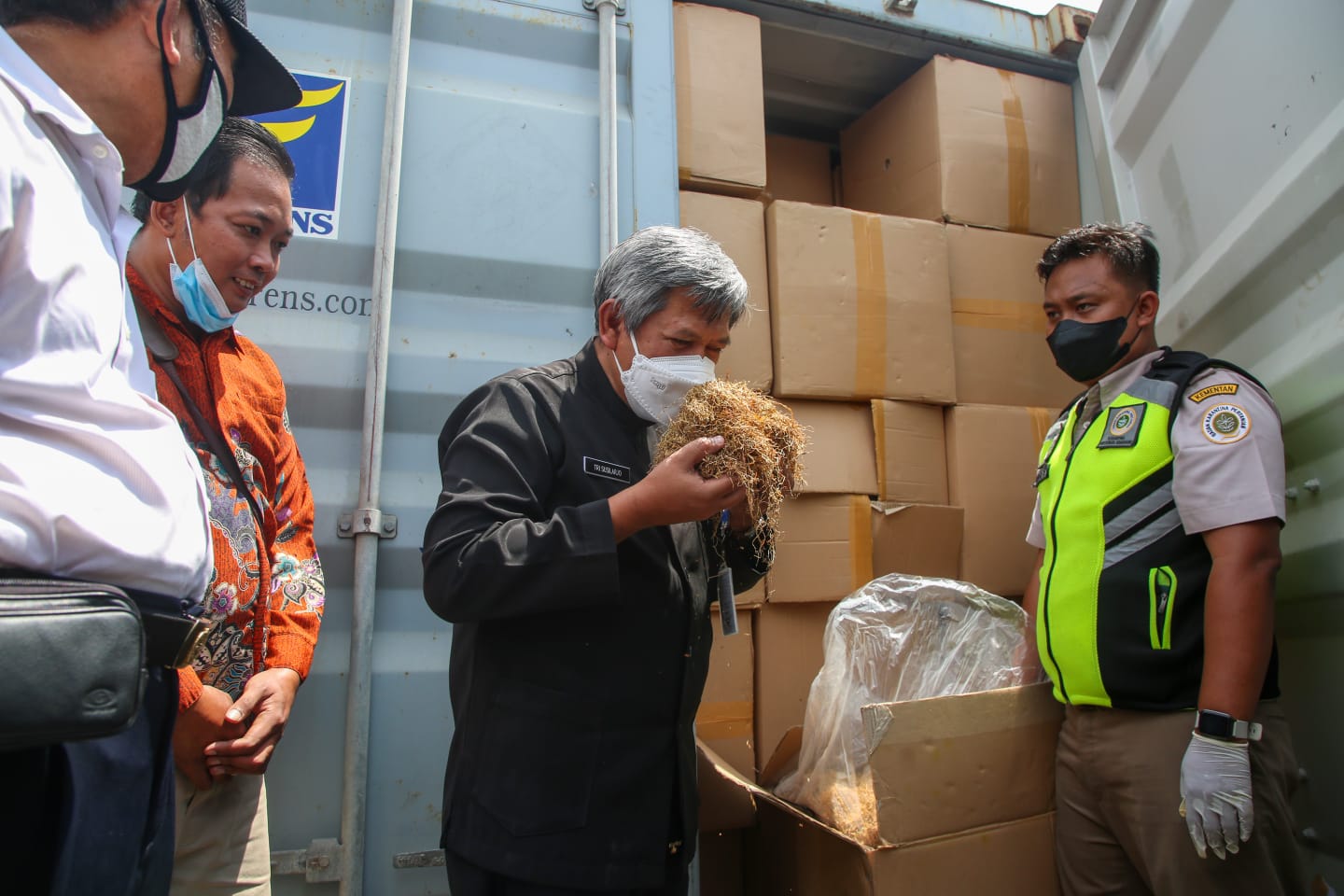 Daun Talas Jateng Rambah Pasar Australia, Pemprov: Pengganti Nikotin Tembakau