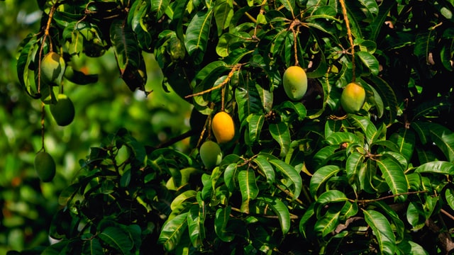 Ilustrasi buah mangga. Foto: unsplash.com