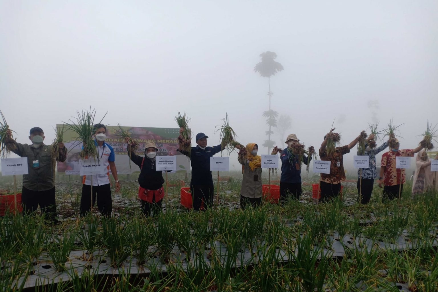 Panen perdana bawang merah varietas batu hijau program food estate di lereng Gunung Sindoro, Desa Bansari, Kecamatan Bansari. Foto: jatengprov.go.id