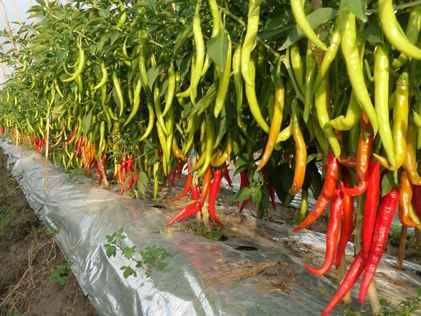 Ilustrasi Perkebunan Cabai Hortikultura. Foto: Pixabay.com 