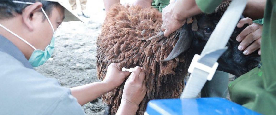 Vaksinasi Antraks oleh DKPP Klaten di Kec. Gantiwarno. Foto: klatenkab.go.id