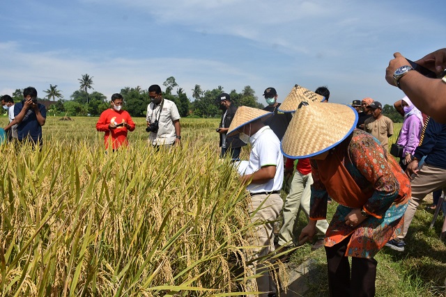 Wali Kota Metro, Wahdi bersama pejabat setempat saat memanen padi organik di Kampung Pengangguran, Kelurahan Yosodadi. Foto: metrokota.go.id