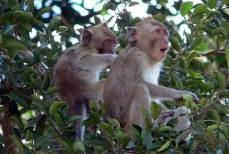Ilustrasi monyet atau kera ekor panjang. Sumber: dlhk.jogjaprov.go.id