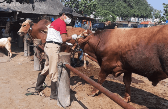 DKPP Klaten saat melakukan pengecekan hewan kurban di Kecamatan Prambanan pada Juli 2021 lalu. Sumber: instagram.com/dkppklaten