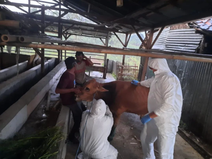 Dinas Pertanian Pemalang dan Balai Besar Veteriner Wates melakukan pengambilan sampel suspek penyakit mulut dan kuku pada sapi. Sumber foto: Instagram @dispertanpml