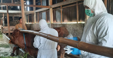 Dispertan Kabupaten Pemalang catat tiga hewan ternak terjangkit penyakit mulut dan kuku. Sumber foto: Instagram @dispertanpml