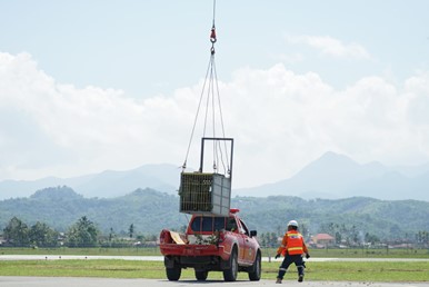 Harimau Sumatera Surya Manggala yang berada di dalam kandang dibawa dengan helikopter PT Agincourt Resources (PTAR) dengan metode longline. Foto: Dokumentasi  PTAR 