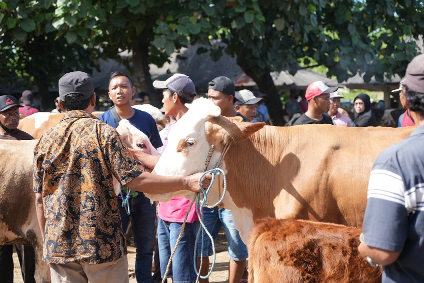 Aktivitas jual-beli hewan ternak di Pasar Hewan Prambanan. Foto: Diskominfo Klaten