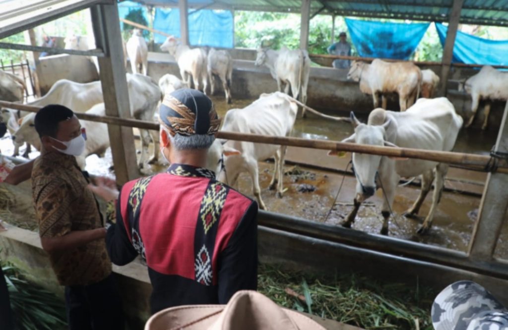 Gubernur Jawa Tengah, Ganjar Pranowo, saat mengecek kondisi ternak di daerahnya. Sumber: jatengprov.go.id