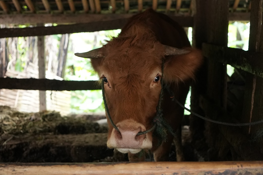 Salah satu sapi yang dijual di Pasar Hewan Prambanan. Foto: Diskominfo Klaten