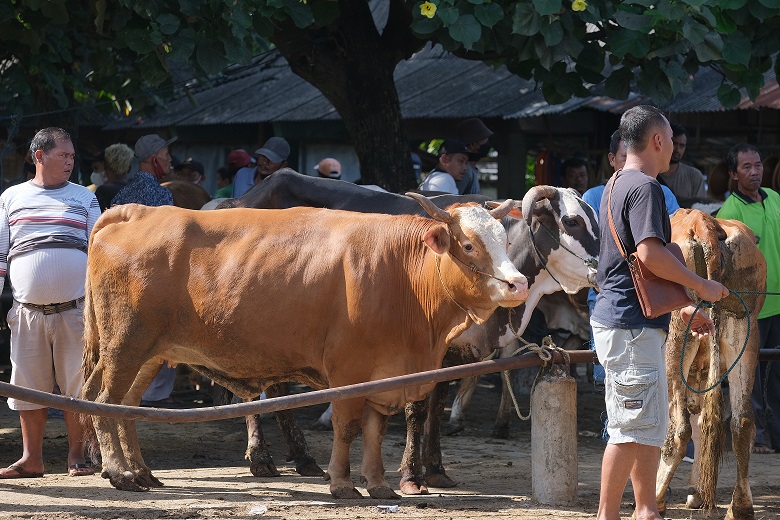 Aktivitas jual beli hewan ternak di pasar hewan sebelum penutupan sementara. Foto: Diskominfo Klaten