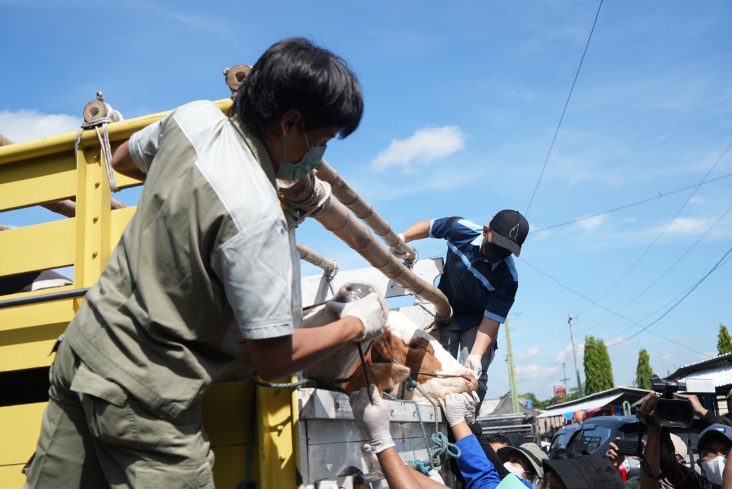 Pemeriksaan kesehatan hewan ternak di Pasar Hewan Prambanan. Foto: Diskominfo Klaten