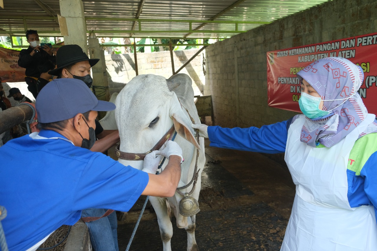DKPP mulai vaksinasi PMK bagi ternak sapi sehat, Selasa (28/6). Foto: Diskominfo Klaten