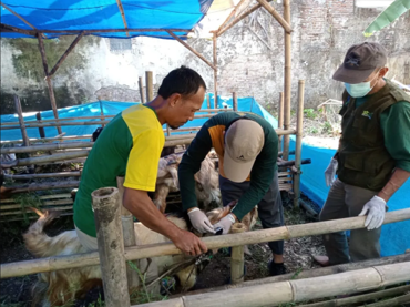 Dispertan Kabupaten Pemalang lakukan pemantauan hewan kurban. Sumber foto: dispertan.pemalangkab.go.id