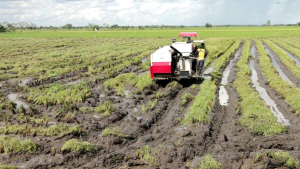 Ilustrasi program Food Estate. Foto dokumentasi. 