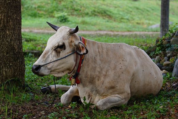 Ilustrasi. Foto Unplash.