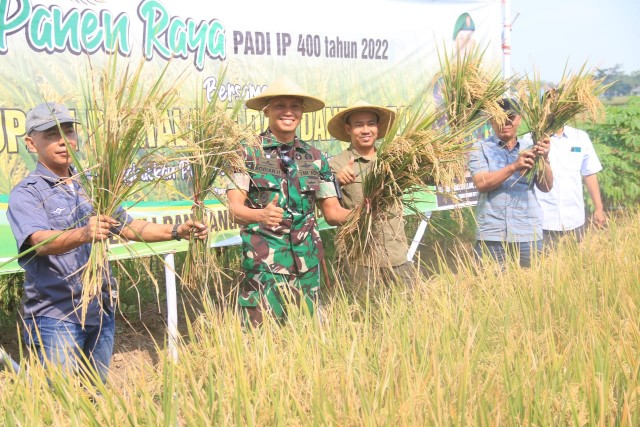 Bupati Pemalang melakukan panen padi di Desa Sirangkang, Kecamatan Petarukan. Sumber foto: pemalangkab.go.id