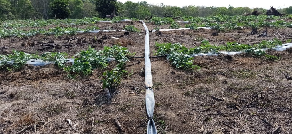 Saluran pompa air di lahan pertanian. Foto: hortikultura.pertanian.go.id
