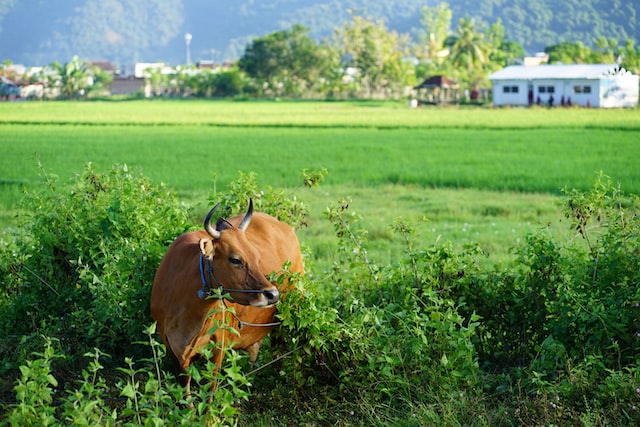 Ilustrasi. Foto Unplash. 