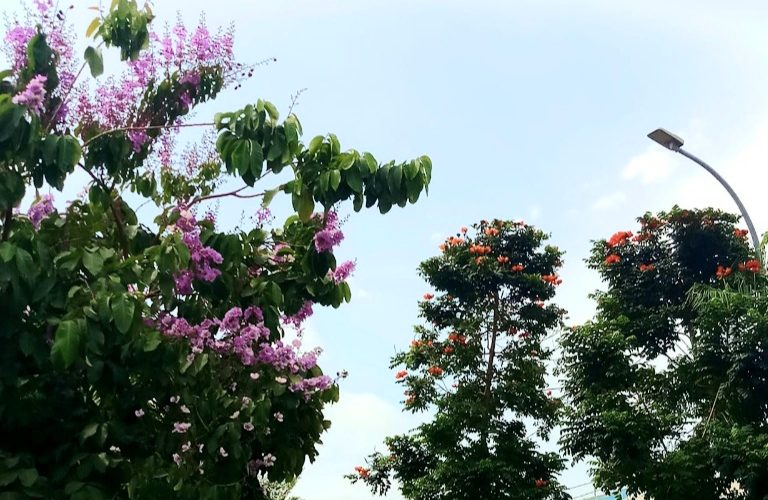 Penampakan tabebuya rosea yang ditanam DLH Rembang. Sumber: rembangkab.go.id