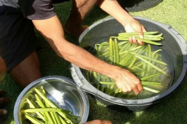 Ilustrasi. Foto dokumentasi Kementerian Pertanian.