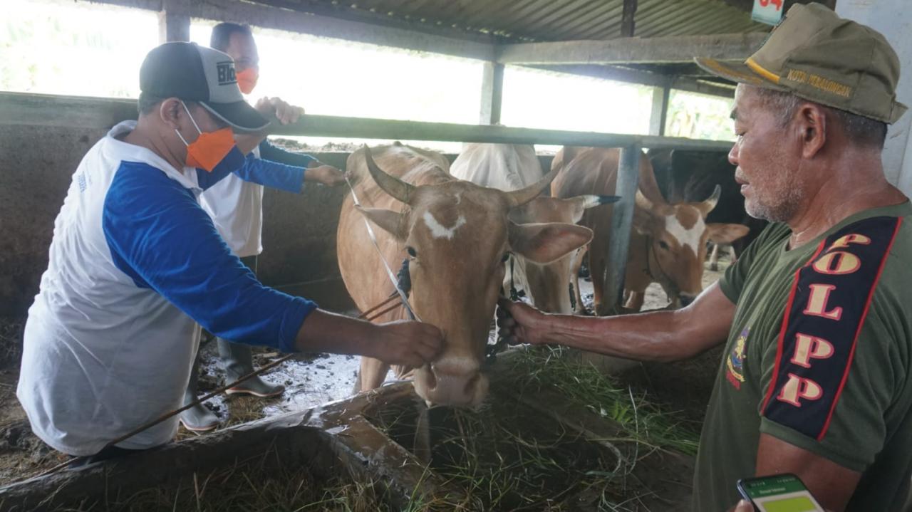 Pemkot Pekalongan melakukan penandaan dan pendataan hewan ternak berupa pemasangan eartag secure QR code. Sumber foto: pekalongankota.go.id