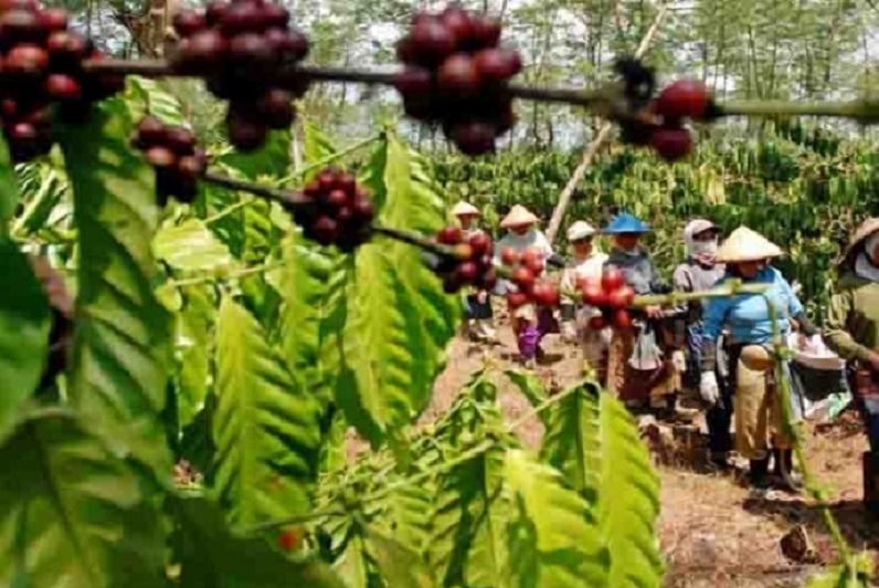 Ilustrasi. Foto Kementan