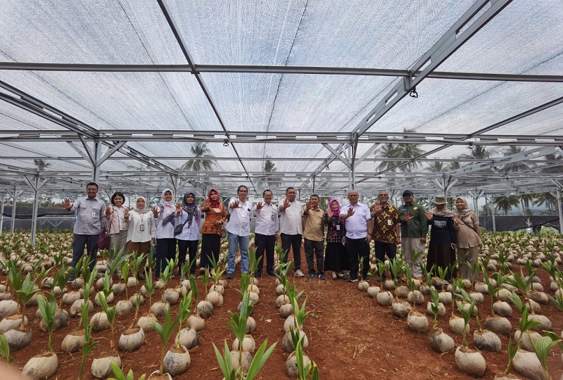 Nursery dibangun Kementan bekerja sama dengan Dinas Perkebunan Jawa Tengah. Foto istimewa