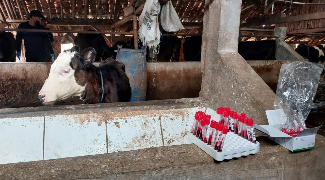 Dinperpa Kota Pekalongan melakukan uji kekebalan sapi yang telah menjalani vaksinasi PMK. Sumber foto: pekalongankota.go.id