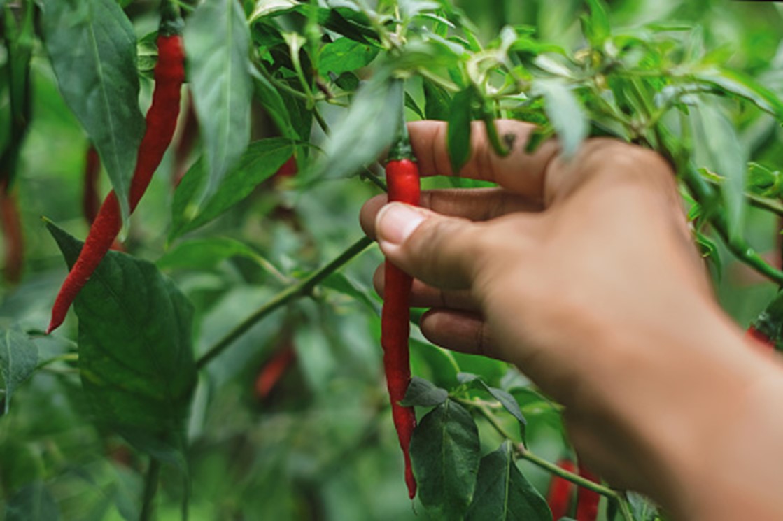 Ilustrasi pertanian cabai. Foto: unsplash.com