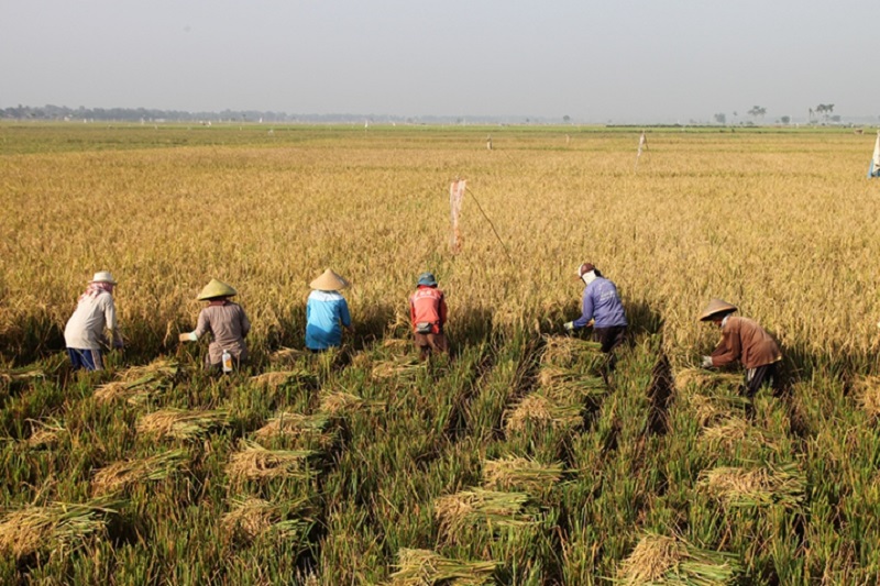 Ilustrasi: bbpadi.litbang.pertanian.go.id/