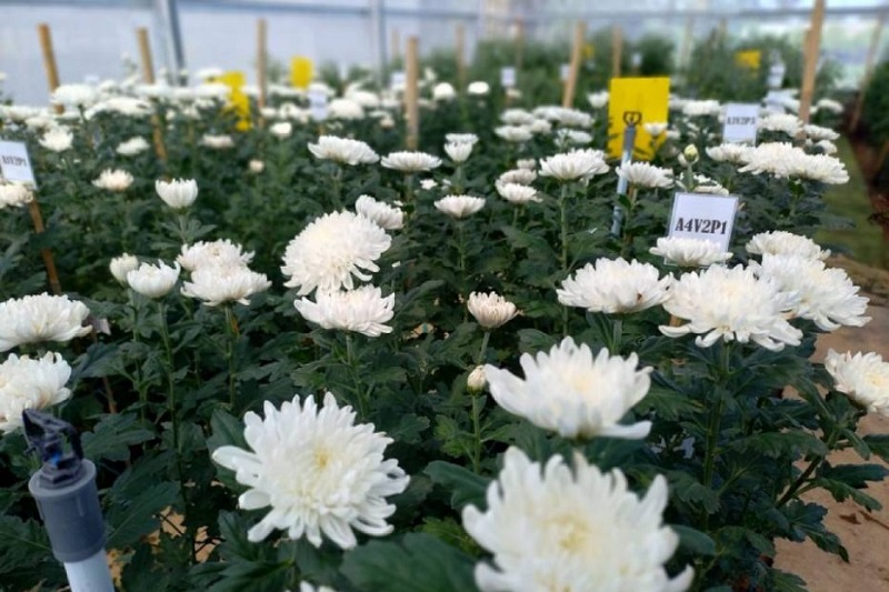 Bunga Krisan Siap Panen, Demplot RPIK Krisan di Seririt Buleleng. Foto: bali.litbang.pertanian.go.id/