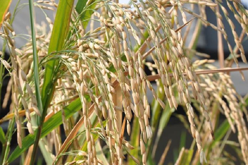 Ilustrasi. dkpp.bulelengkab.go.id/