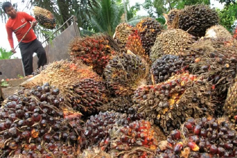 Ilustrasi - Pekerja menurunkan Tanda Buah Segar (TBS) kelapa sawit dari dalam truk pengangkutan di tempat penampungan Desa Leuhan, Kecamatan Johan Pahlawan, Aceh Barat, Aceh, Rabu (14/10/2020). ANTARA FOTO/Syifa Yulinnas/foc