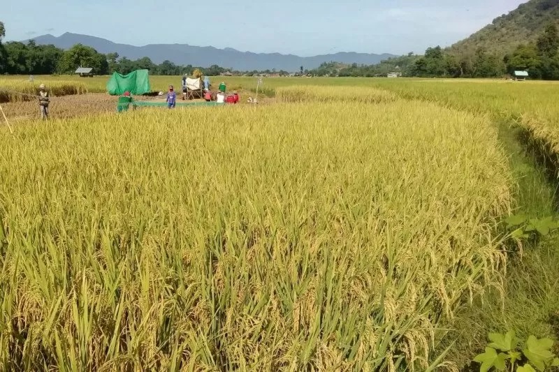 Petani melakukan panen padi di Indramayu, Jawa Barat (Antara/HO/Kementerian Pertanian)