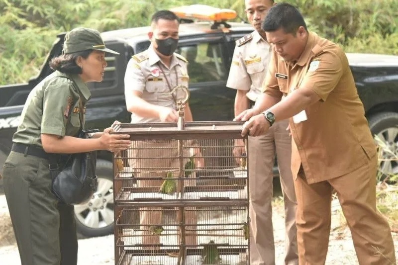 Karantina Pertanian Tarakan melakukan pelepasliaran burung Cucak Hijau di hutan Juwata Kerikil kota Tarakan. ANTARA/HO - Karantina Pertanian Tarakan.